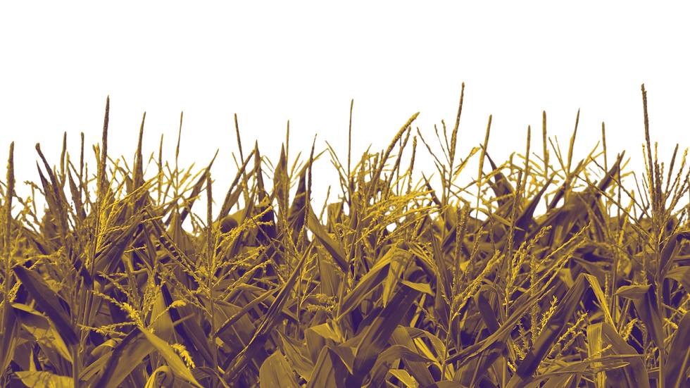 cornfield.png