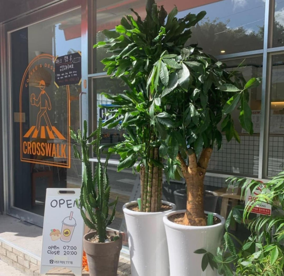 Photo: Crosswalk café Daegu - Image Crosswalk