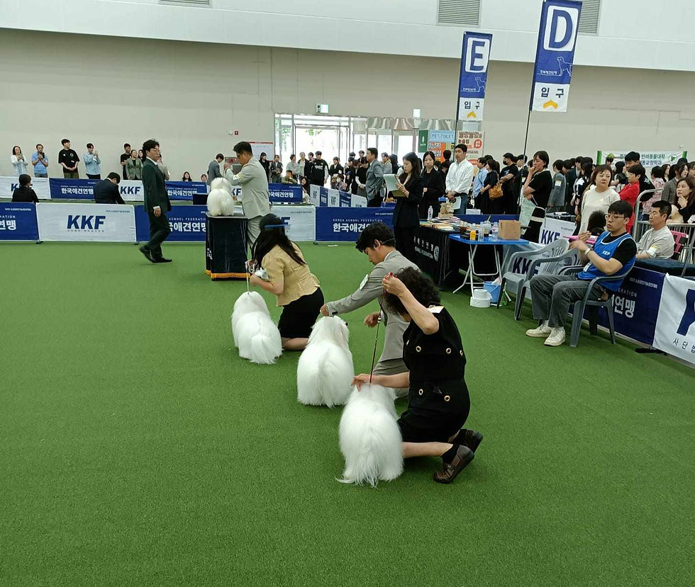 Photo: Daegu Pet Show 2024. - Lewis Hooper