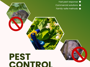 Pest Control Adelaide: Expert Solutions for a Pest-Free Home