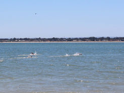 2019 Doddi's Dash - Form Guide Ver 1.0