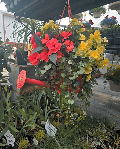 Sunny Brook Flowers.jpg