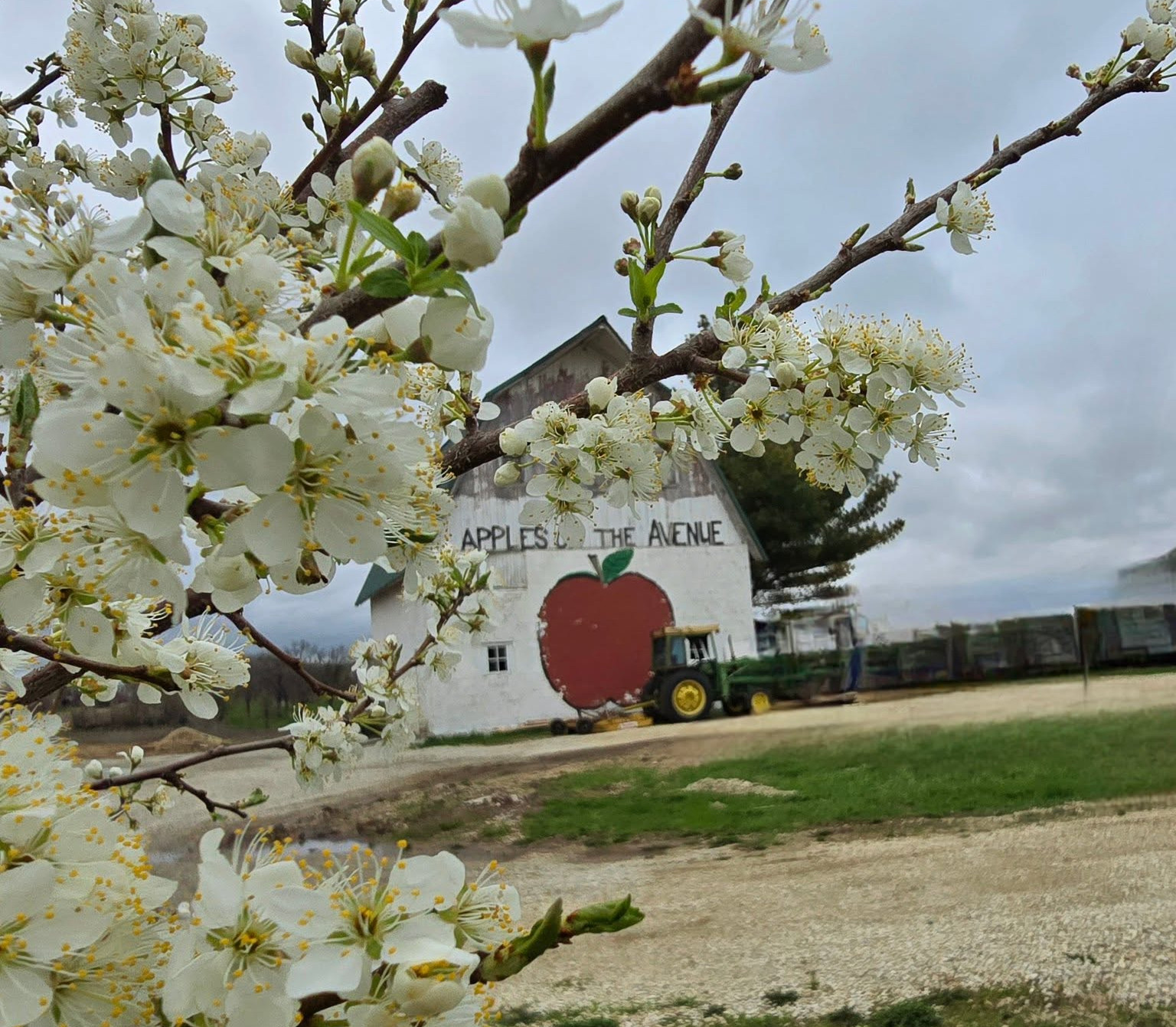 Apples on the Avenue