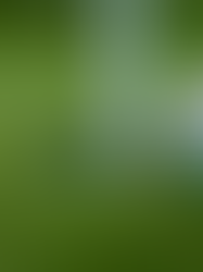 Tee Up Before Summer Slips Away: Golf Your Way Through Chickasaw County