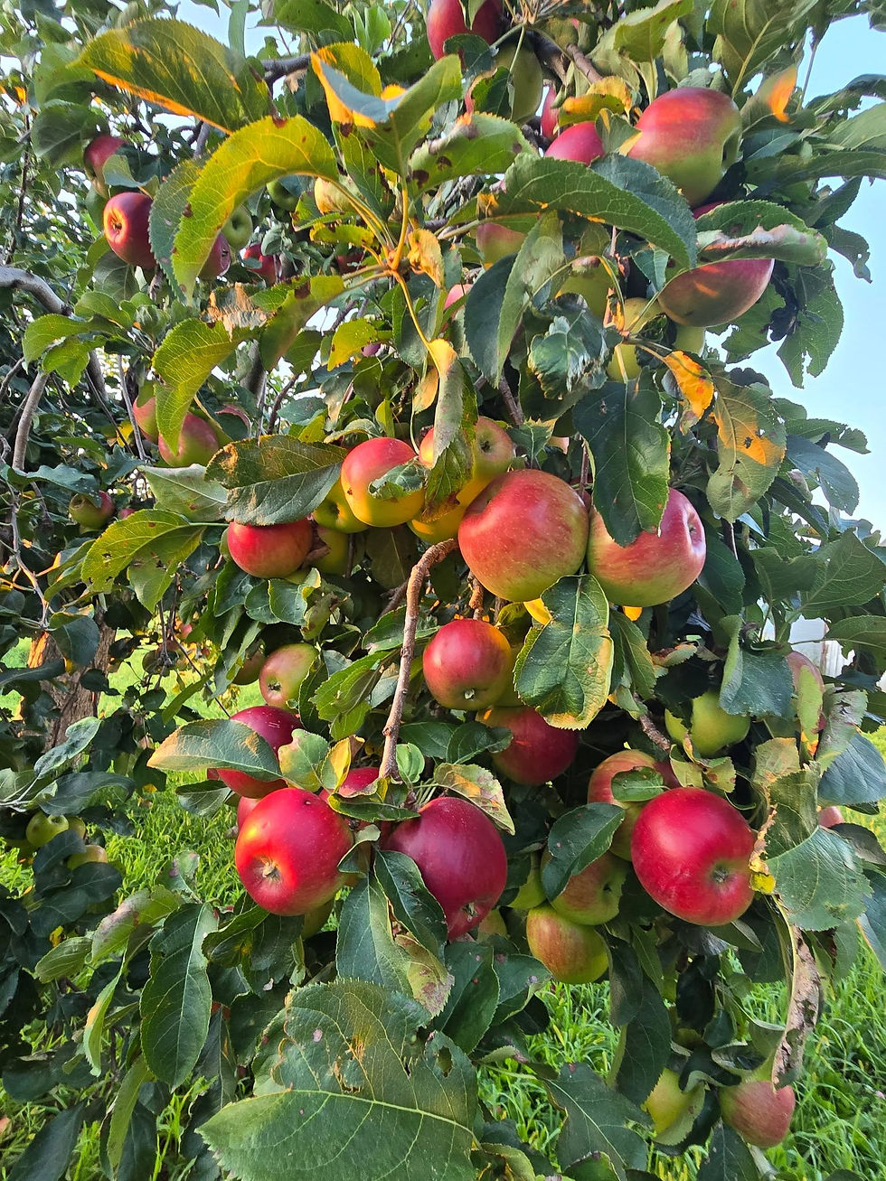 Apples on the Avenue