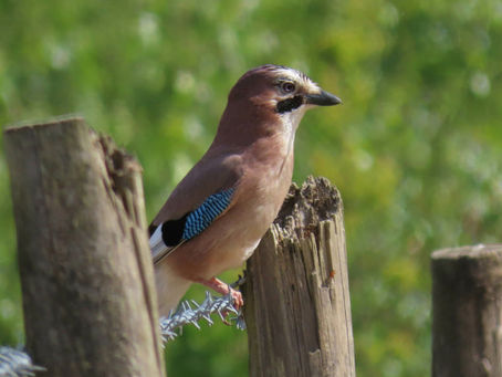 Cockaynes Bird Species