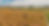 Drone agricultura, arroz