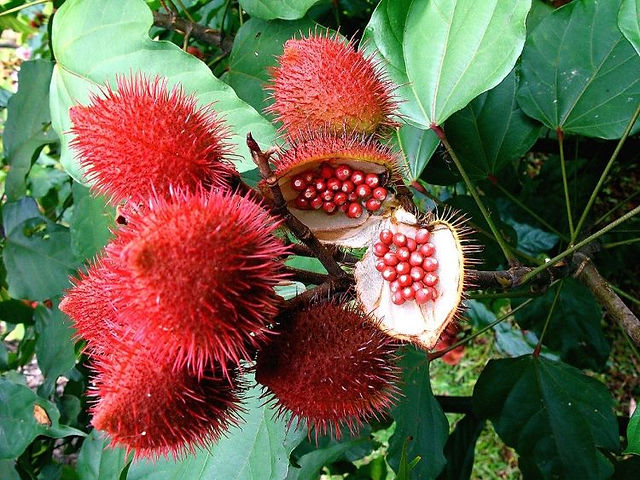 avare_urucum-3