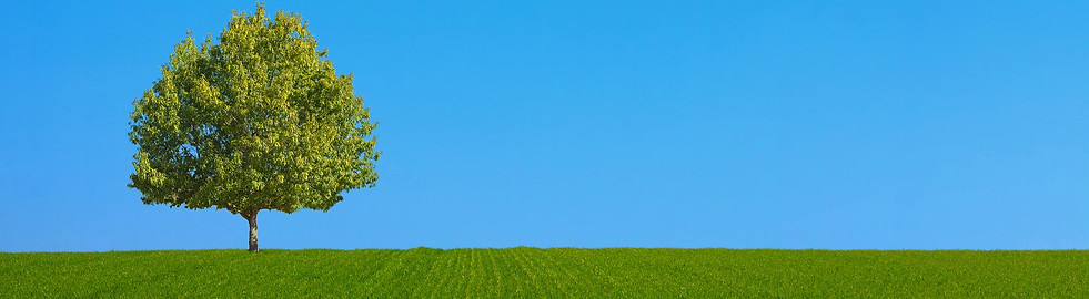 8月_tree-6883940_1920_edited_edited.jpg