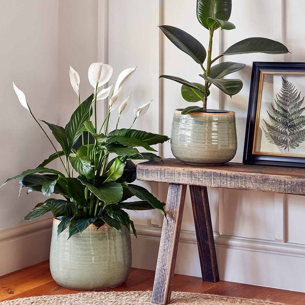 Thumbnail: Mint Como Pot (fits pots up to 13cm)