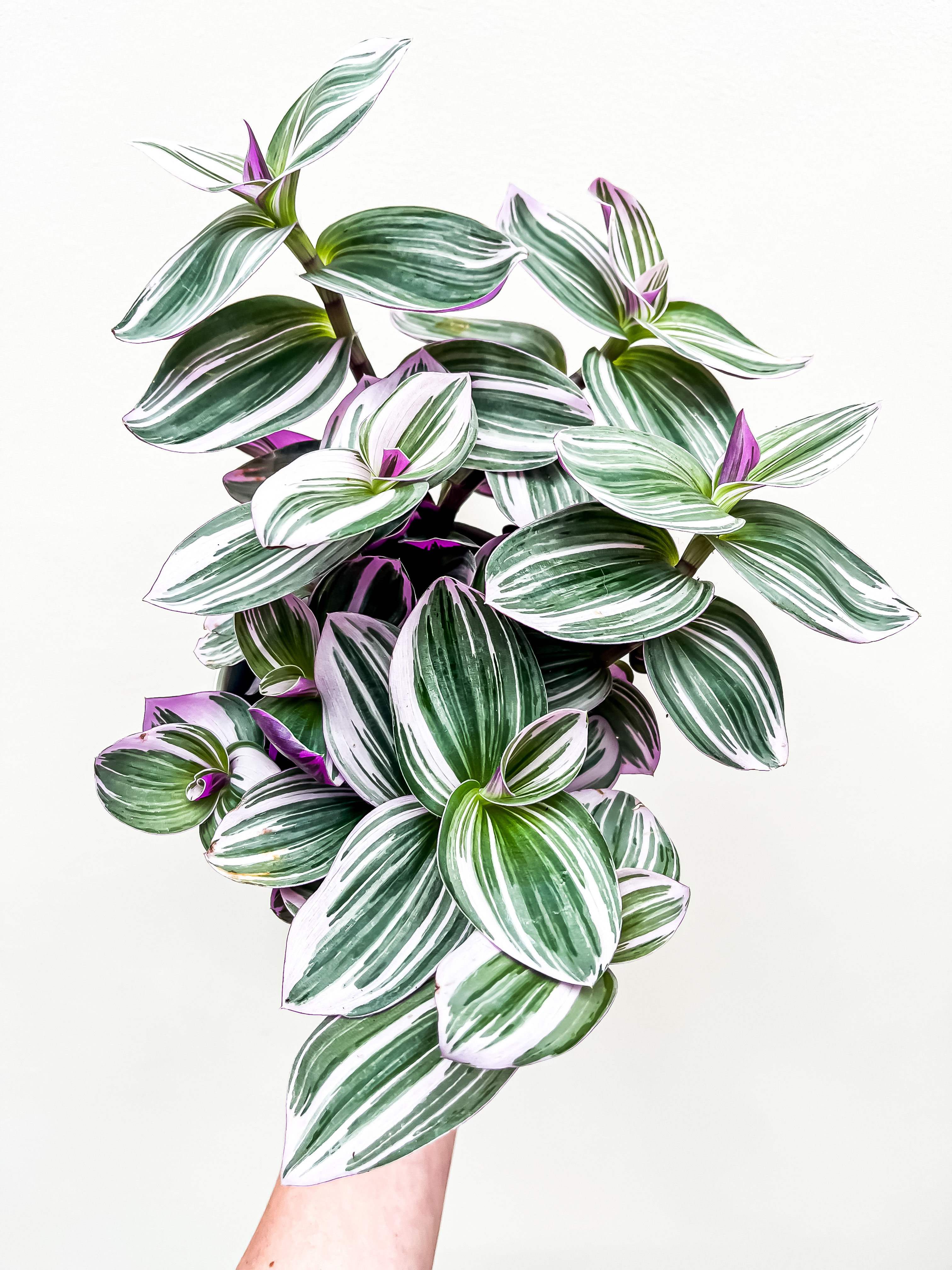 Tradescantia albiflora nanouk (12cm pot)