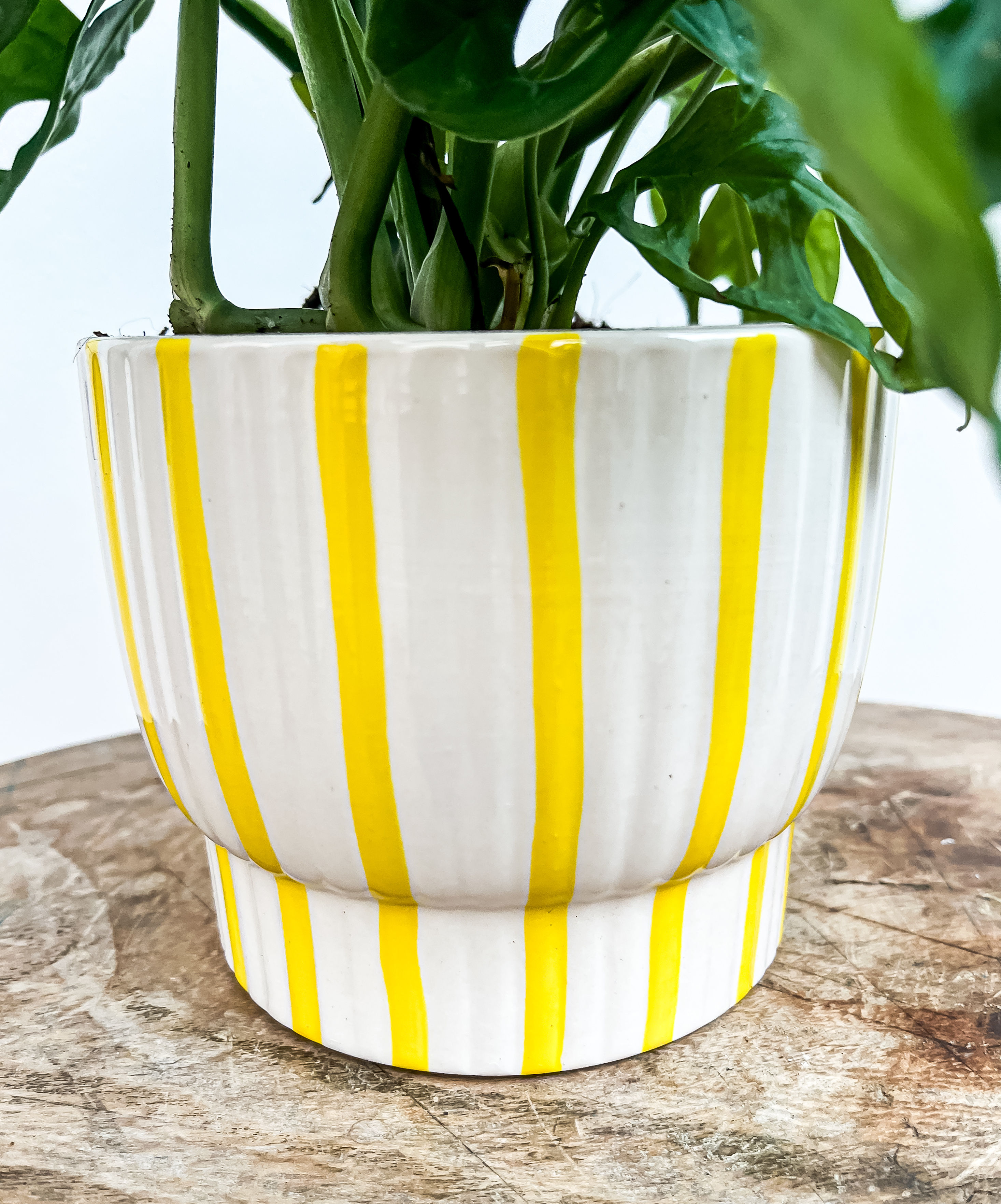 Yellow Striped Pot (fits pots up to 12cm)