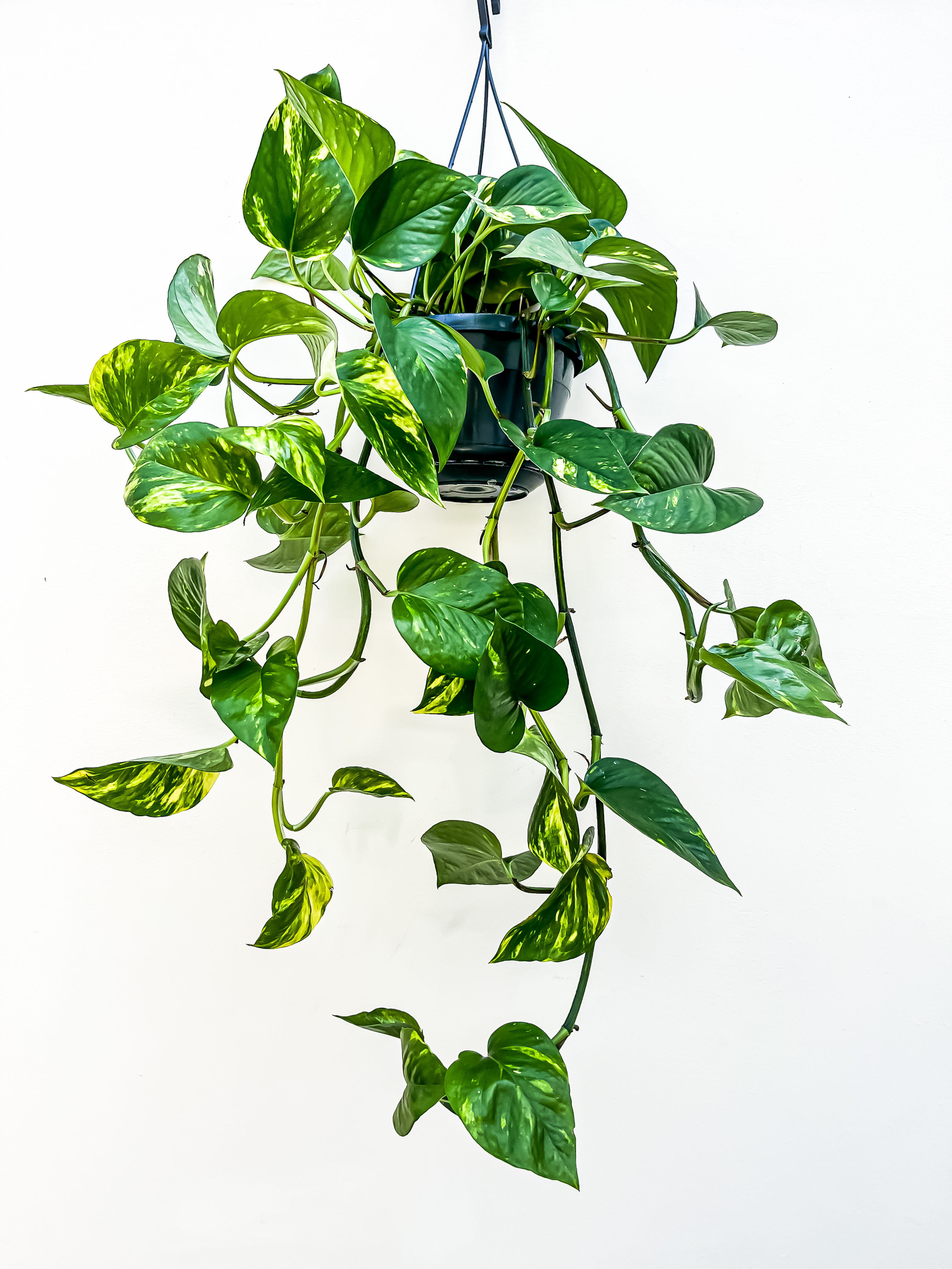 Epipremnum aureum 'Golden' Pothos - Devil's Ivy (15cm pot)