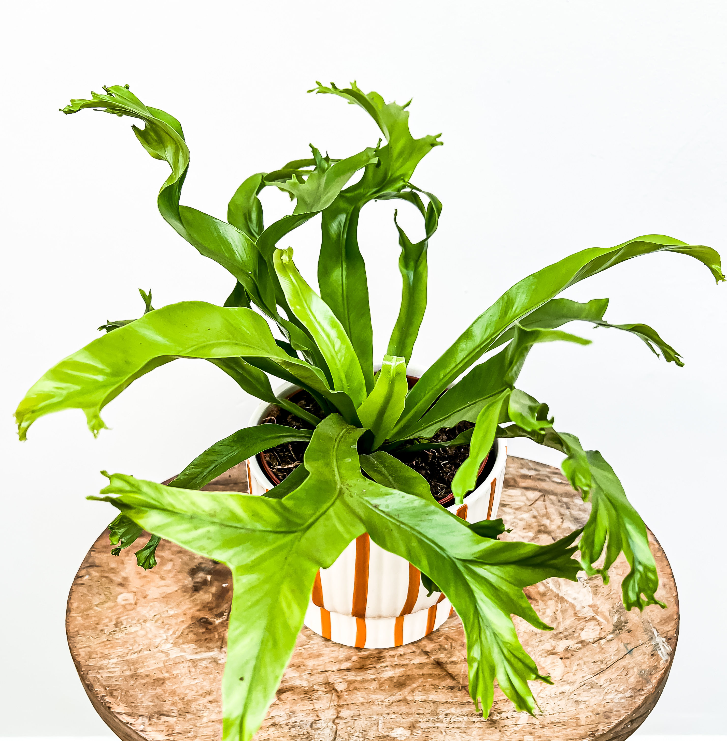 Asplenium Crissie - Bird's Nest Fern (12cm pot)