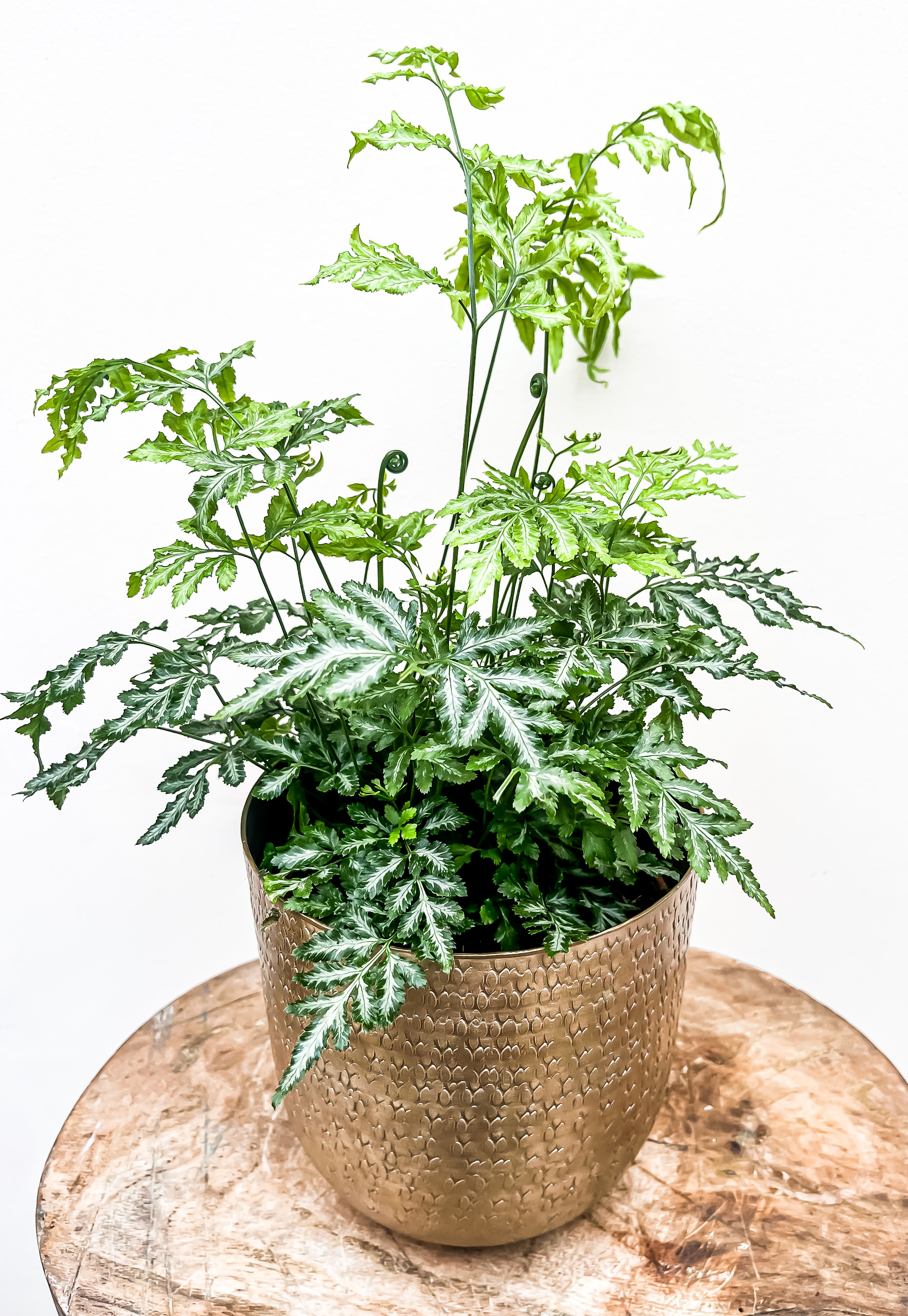 Pteris ensiformis Evergemiensis - Silver Lace Fern (14cm pot)