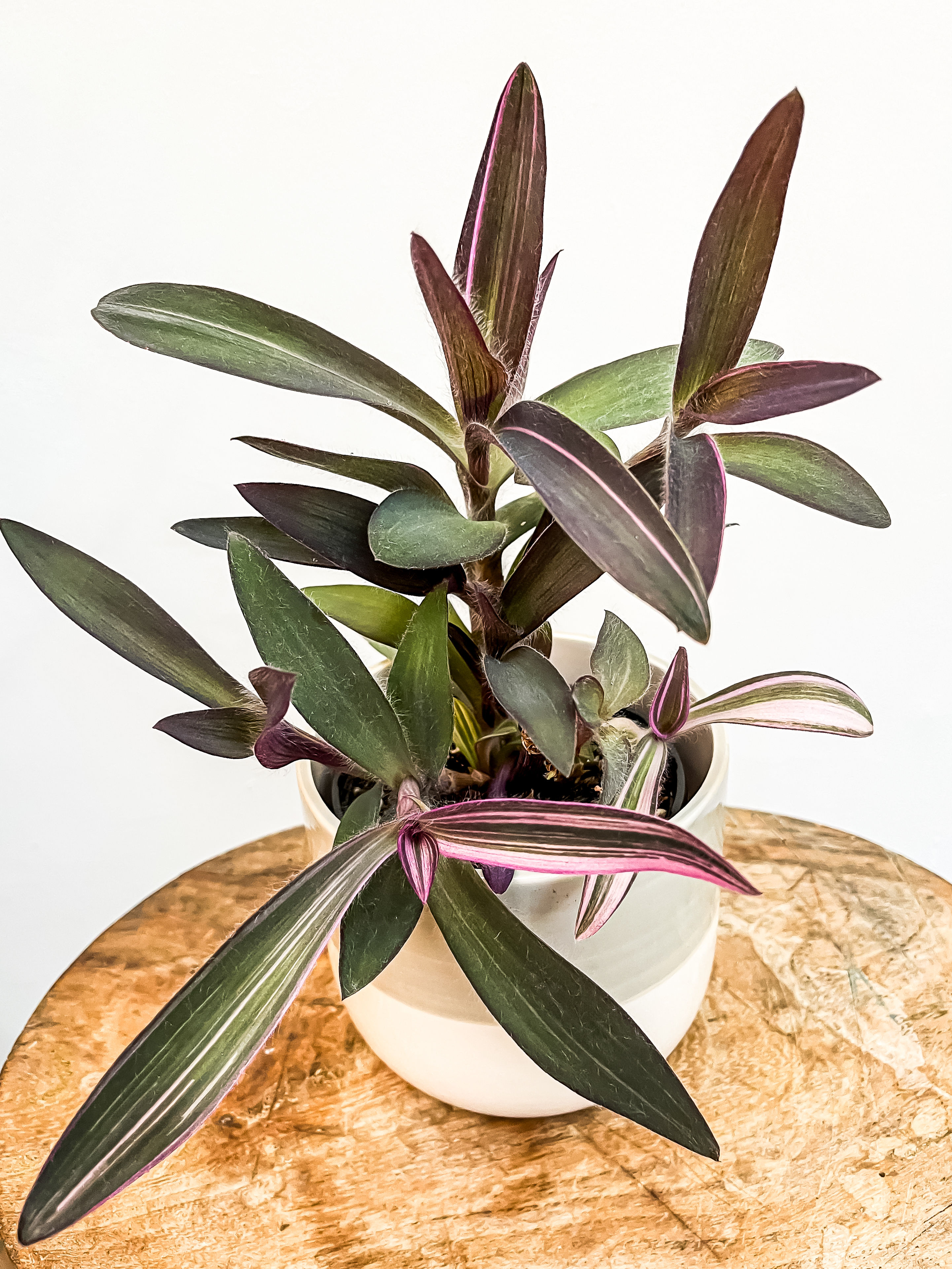 Tradescantia pallida variegata - Purple Heart (11cm pot)
