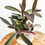 Thumbnail: Tradescantia pallida variegata - Purple Heart (11cm pot)