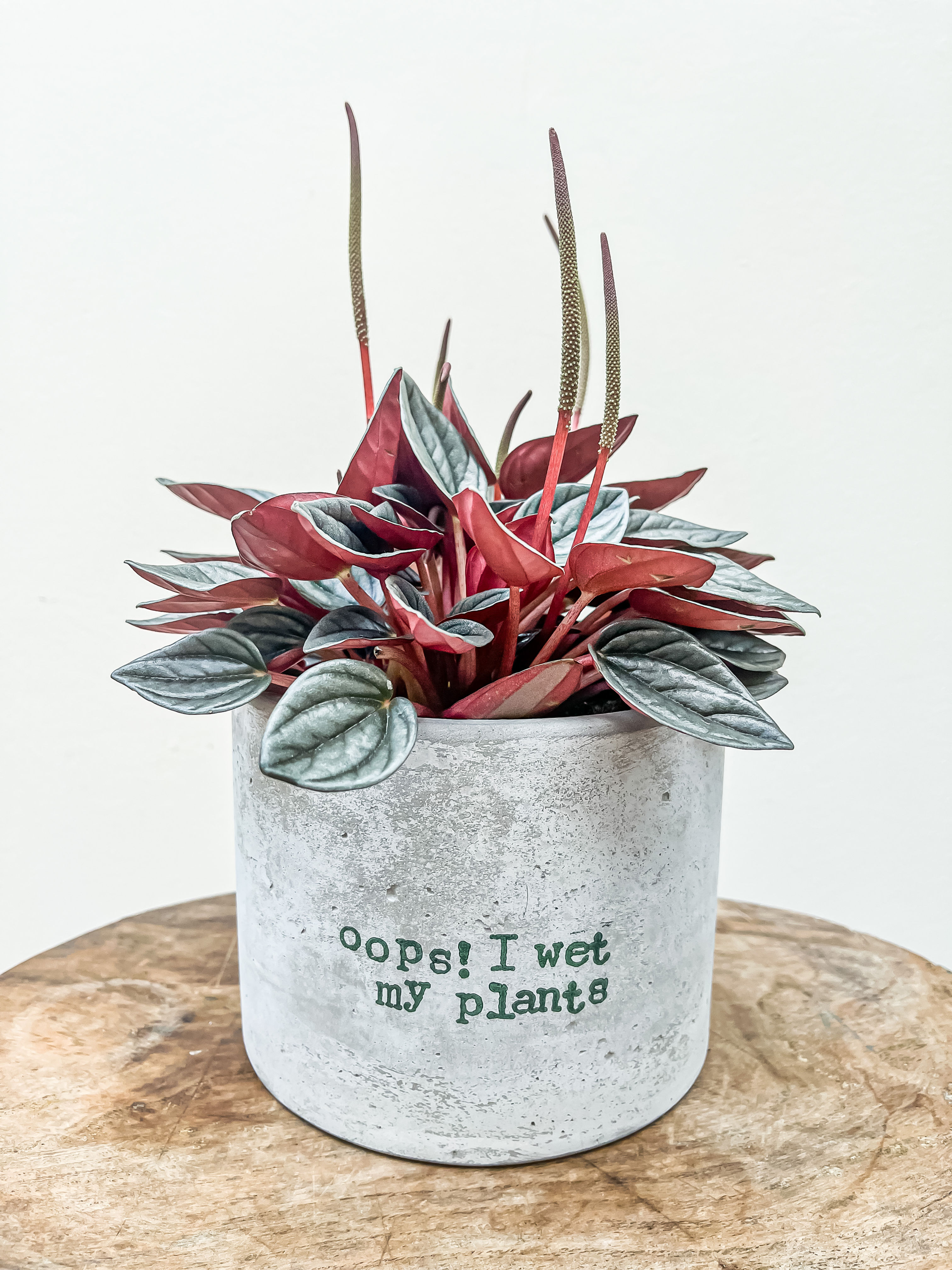 'Oops! I wet my plants' Concrete Pot (fits pots up to 12cm)
