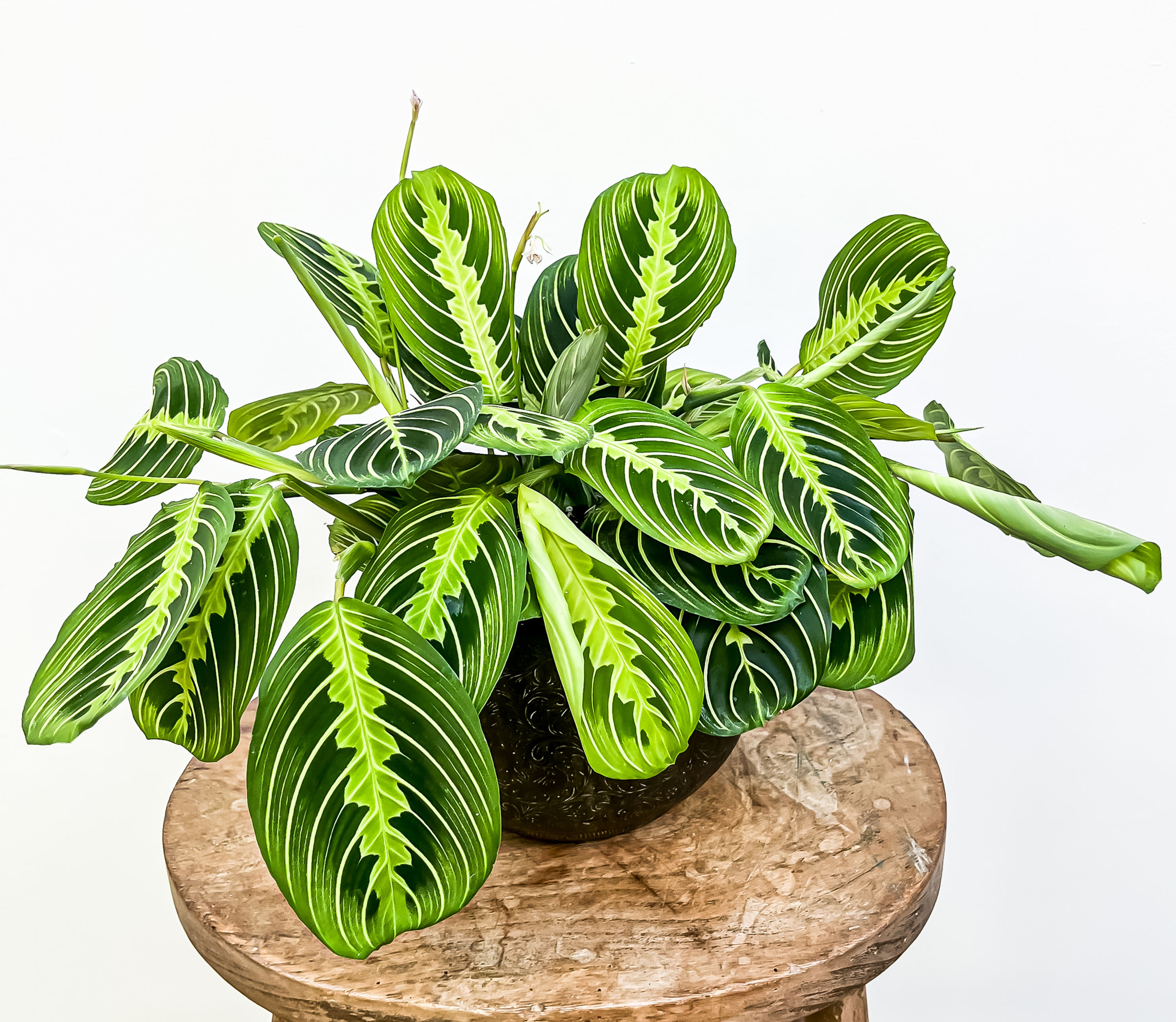 Maranta Lemon Lime (15cm pot)