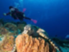 Dive House Cozumel