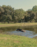 A black horse swimming, almost completely immersed in a large pond on a bright fall day