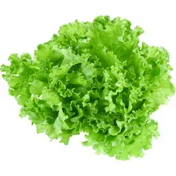 Green Leaf Lettuce