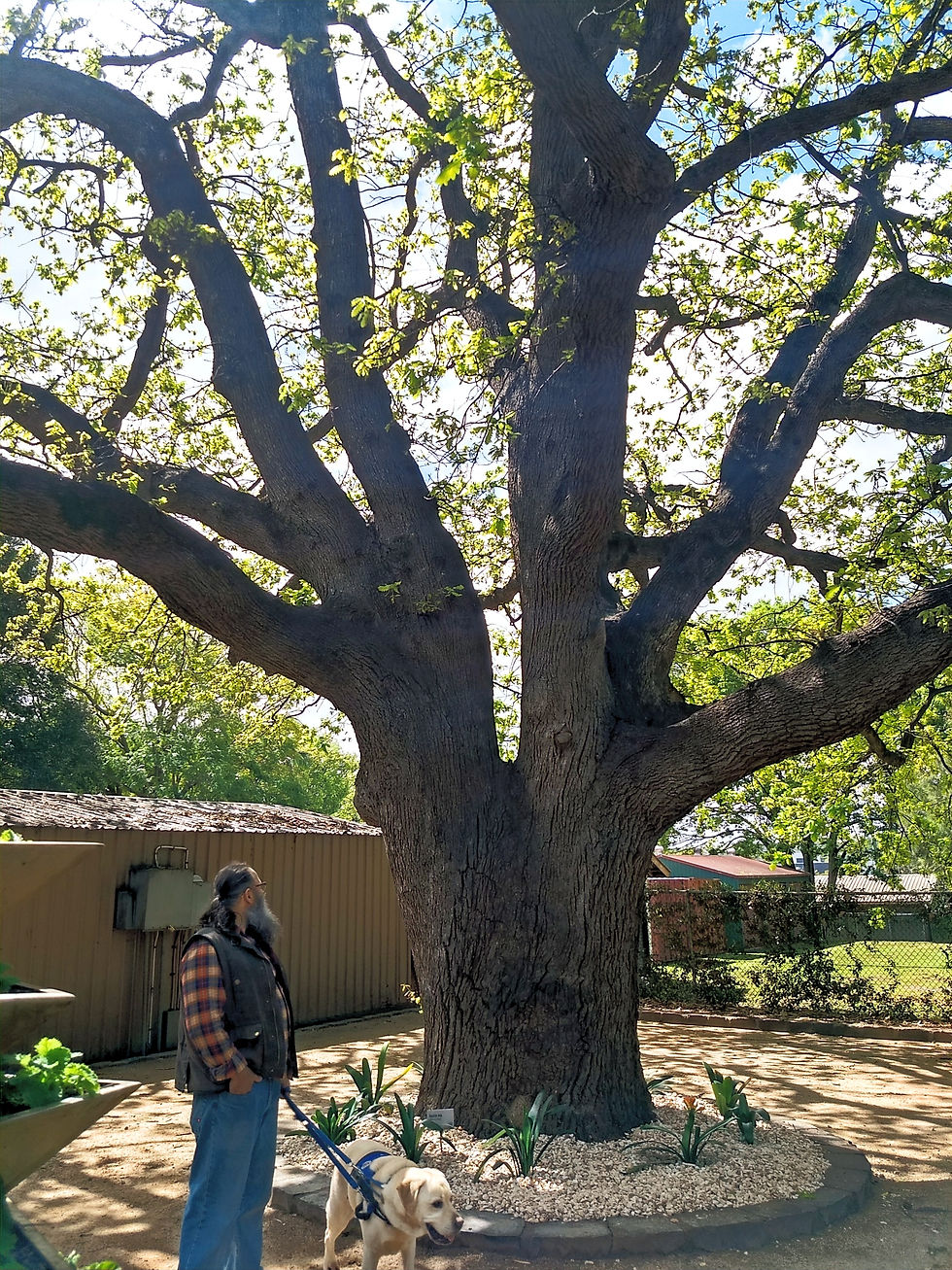 Oak Tree, Laurel Bank Park, Toowoomba Queensland Australia