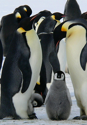 emperor-penguins-429128_1280.jpg