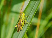 DSC_2096.jpg