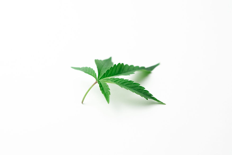 Photo of Cannabis on White Background
