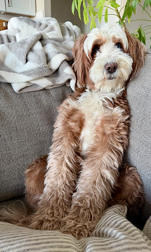 Penny Red Bernedoodle
