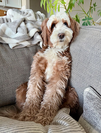 Penny Red Bernedoodle