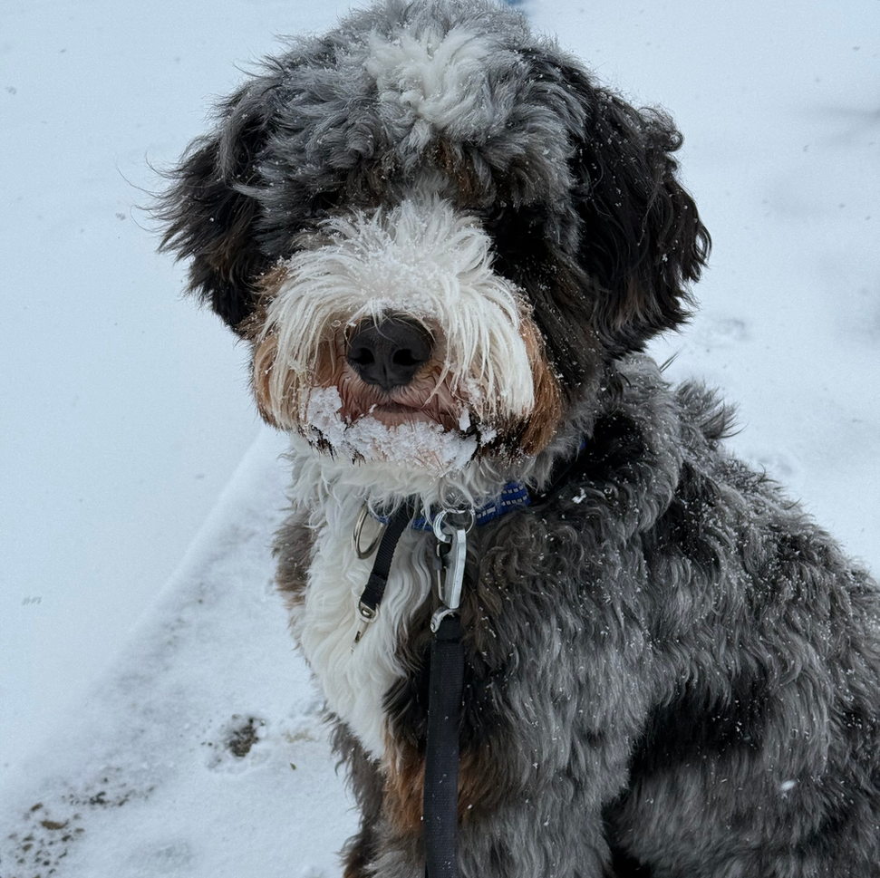 Merle Bernedoodle straight coat, hypoallergenic, Tri snow day