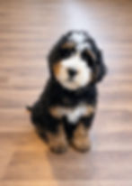 tri female bernedoodle puppy