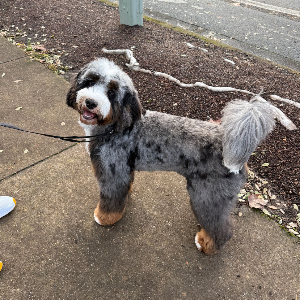 Merle Bernedoodle straight coat, hypoallergenic, Tri