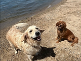 beach-dogs.png