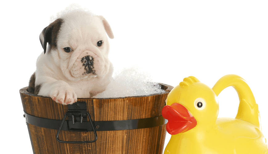Dog in tub