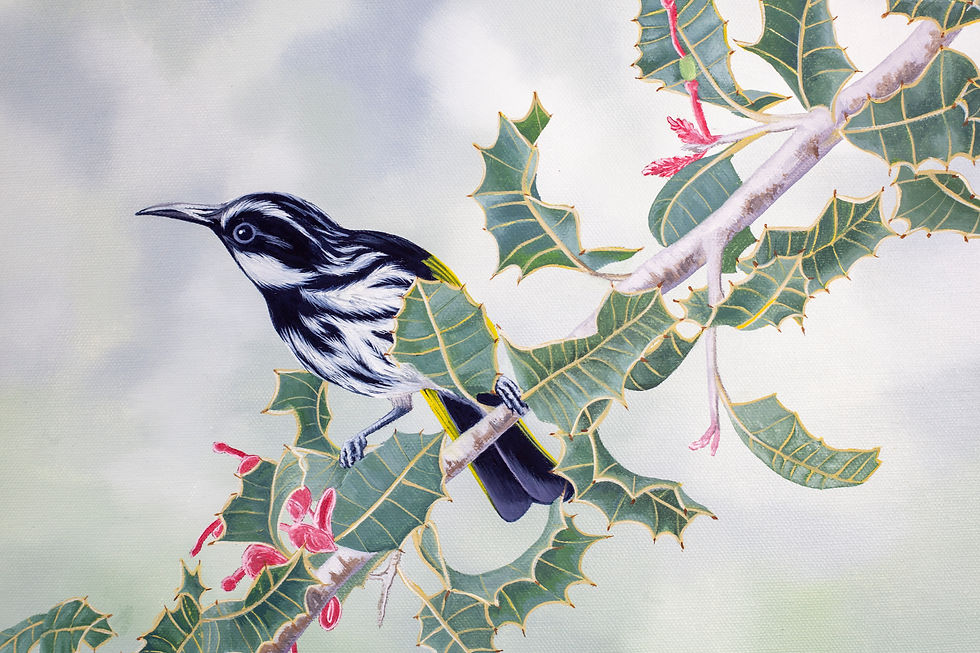 Thumbnail: White-Cheeked Honeyeater Original Oil Painting