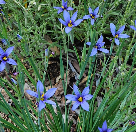 web_BEgrassflowers.jpg