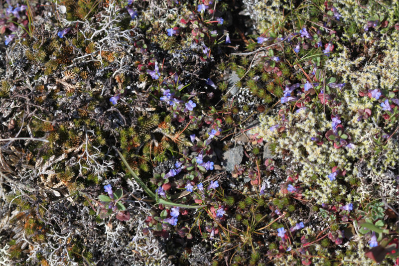 Blue eyed Mary growing in the rocky balds