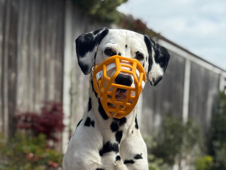 dog in muzzle