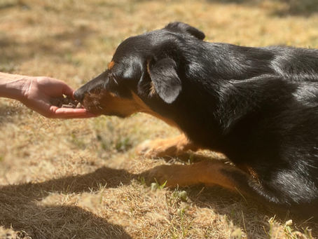 hand feeding your dogs food