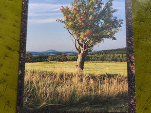 Sorbus torminalis -Rowan Tree