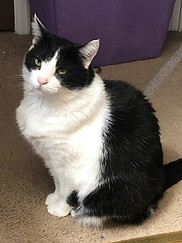 A picture of their oldest tuxedo cat, Stir Fry.