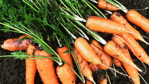 Eating well on a budget