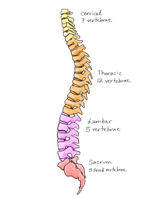 Spine by Cassie.HEIC