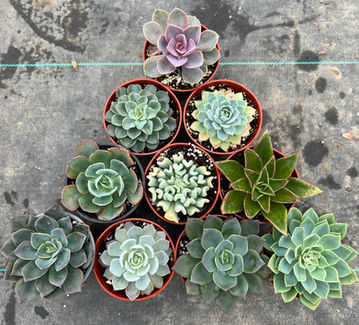 Ten potted succulents arranged in a triangle, featuring diverse leaf shapes and colors on a dark background.