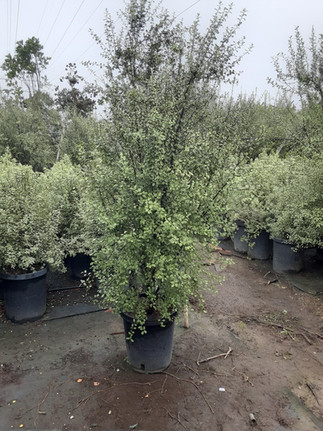 Large Silver Sheen Pittosporum plant in a black nursery pot