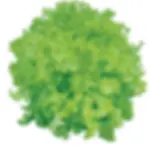 ALFACE MIMOSA