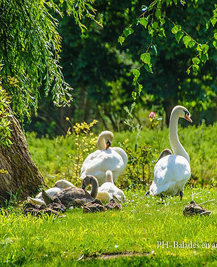 Oies - © Balades en Audomarois (2).jpg